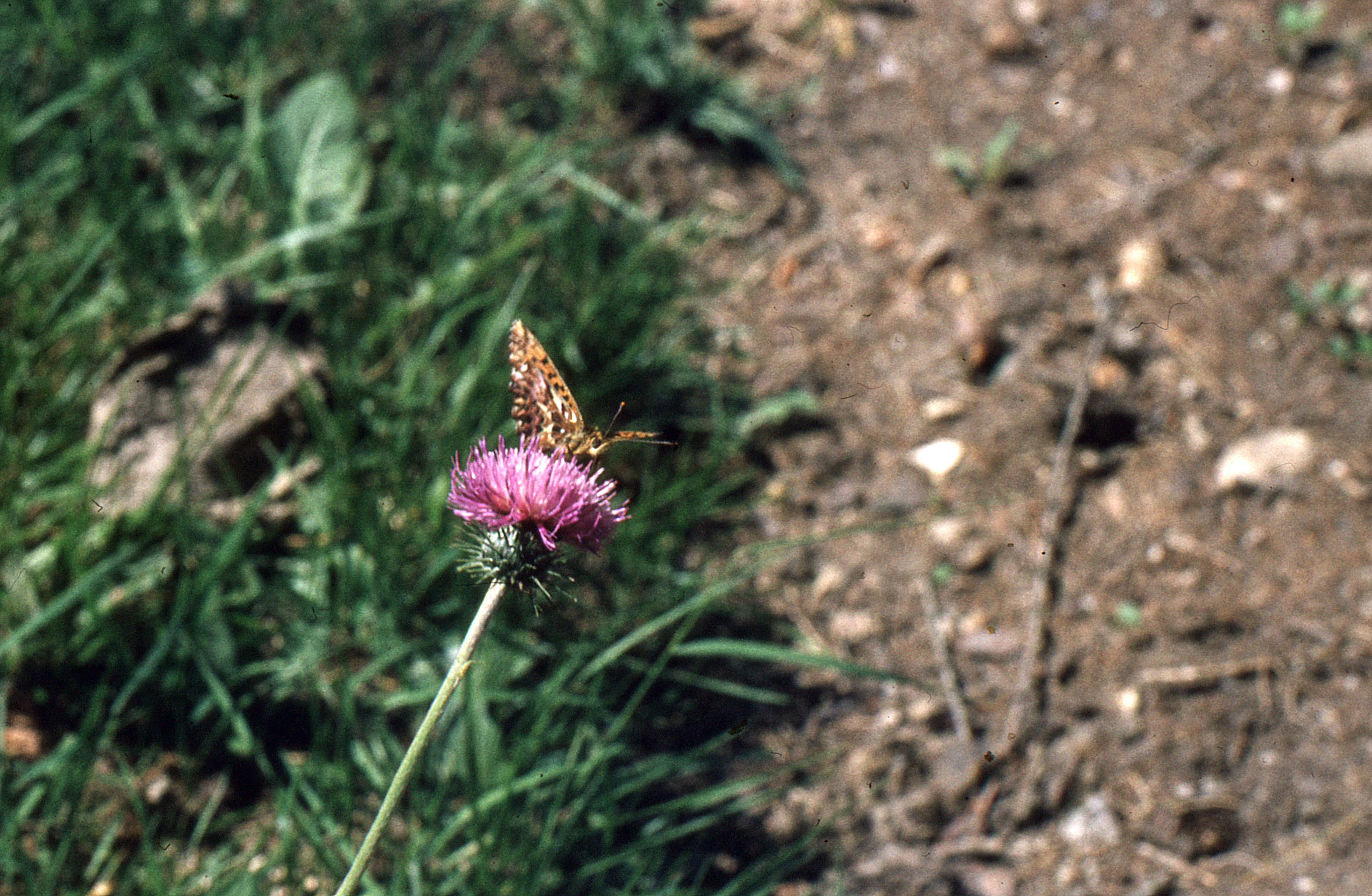 1982-SoLa-Domat-Ems-GR-110